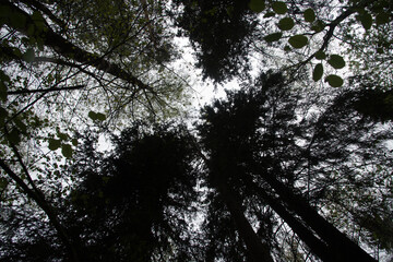 sun through trees