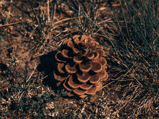 Fir cone in the forest close up, close up of a bunch of cones.