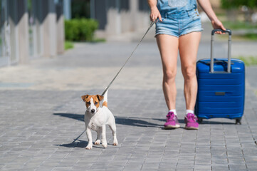 A faceless woman in shorts and sneakers is walking with luggage in hands and a puppy Jack Russell Terrier on a leash. Female legs, blue suitcase on wheels and a dog on the sidewalk. Travel with a pet.