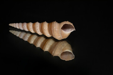 hell isolated on black with reflection