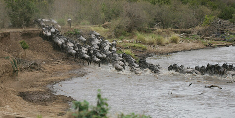 Wildebeest and Zebra crossing the Mara River in Kenya Africa