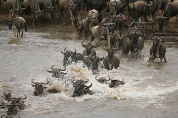 Wildebeest and Zebra crossing the Mara River in Kenya Africa
