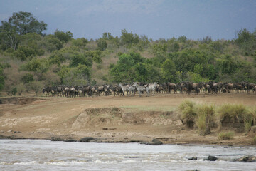 Wildebeest and Zebra crossing the Mara River in Kenya Africa