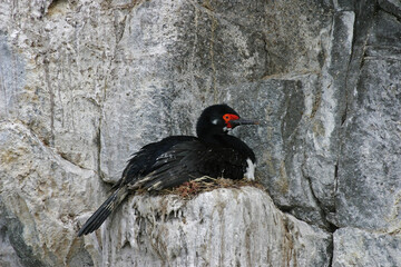 Nesting Rock Shag, Phalacrocorax magellanicus