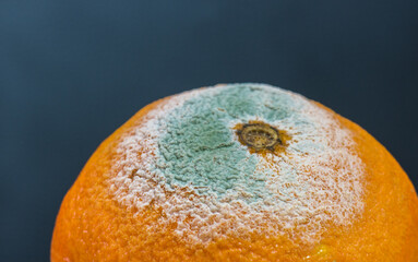 Some mold on an orange