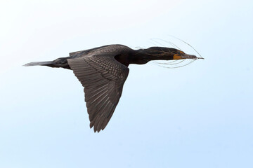Double-crested Cormorant, Phalacrocorax auritus, in flight