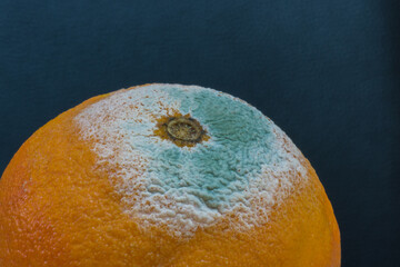 Some mold on an orange