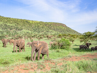 African Elephants in Serengeti National Park, Tanzania