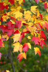 Naklejka na ściany i meble Beautiful, colorful, autumn Leaves