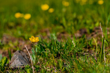 Yellow mountain flower. Macro photo. Yellow flowers in a meadow in the mountains. Spring flowers blooming. Green grass on brown ground. Field with flowers and grass