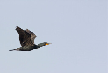 In flight Double-crested Cormorant, Phalacrocorax auritus