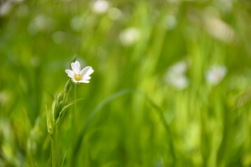 White Starwort flower portrait