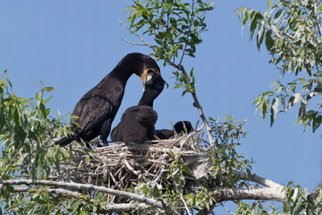 Double-crested Cormorant, Phalacrocorax auritus, feeding young bird