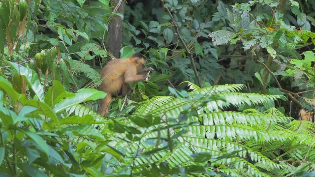 Wild capuchin monkey eating fruit in the jungle rainforest of Peru.