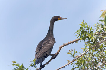 Double-crested Cormorant, Phalacrocorax auritus, perched