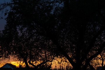 Blue-orange dark sunset against the backdrop of trees and houses