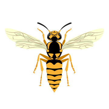 Insect Wasp, top view, close-up. Vector image isolated on a white background.