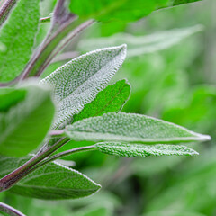 Medicinal herbs. Unconventional medicine. Leaves of medicinal sage