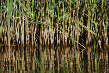 Obraz premium Reflection of cane in the water on Miedwie lake in Poland