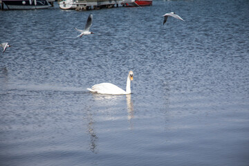 swan on the lake with gulls flyings overhead at Lough Neagh, near Lurgan, Northern Ireland