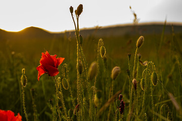 poppy field in summer