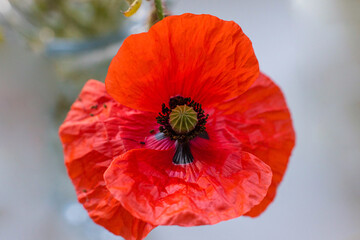 Close up of bright red poppy flower on blurred background. Macro. Idea for decor, wallpaper, postcard, poster design