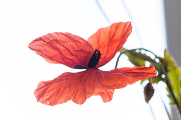 Red poppy flower on blurred background. Close up, top view, backlit, copy space, macro