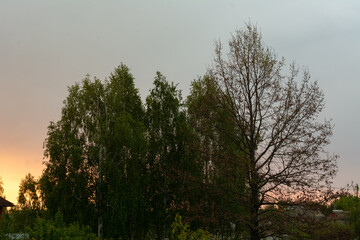 Fototapeta na wymiar Night. Birch and oak. Sunset. Long exposure.