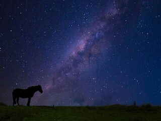 Lone star horse