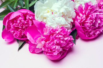 Close up of mix peonies bouquet isolated on pink background. Flat lay composition, copy space, top view
