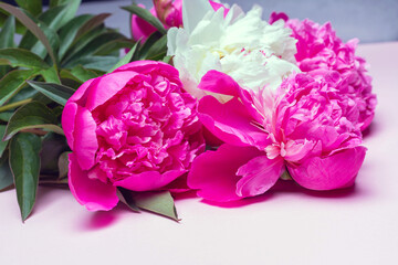 Close up of mix peonies bouquet isolated on pink background. Flat lay composition, copy space. Idea for poster, decor, wallpaper