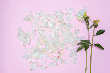 White peony petals and stems isolated on pink background. Flat lay, top view, copy space. Idea for decor, poster, wallpaper