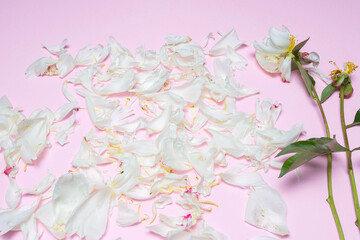 White peony petals and stems isolated on pink background. Top view, close up, flat lay. Decor idea concept