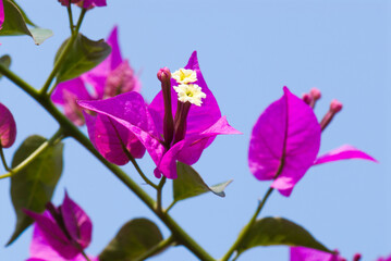 Beautiful bougainvillea flower in the garden