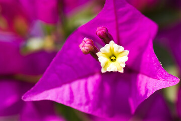 close-up bougainvillea flower with the blurry background