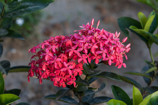 Rangan 이미지 – 찾아보기 281 스톡 사진, 벡터 및 비디오 | Adobe Stock