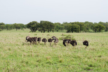 Naklejka na ściany i meble Flock of common ostriches in the Serengeti, Tanzania