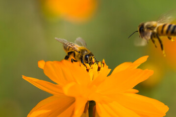 Close-up cosmos flowers with the bee, in the outdoor garden.