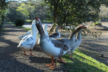 Gansos 