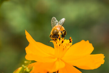 Close-up of cosmos flowers with the bee in the outdoor garden.