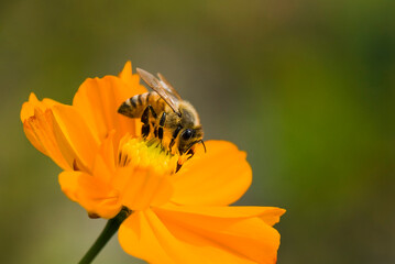  Close-up cosmos flowers with the bee on nature, outdoor garden