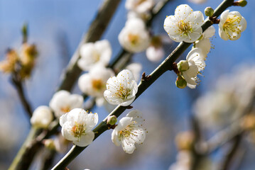 Plum flowers blooming in the garden.
