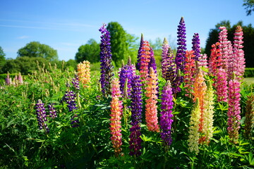 Blooming colorful lupine flowers - Lupinus polyphyllus - a garden on a sunny spring day- purple lupine, garden decorations