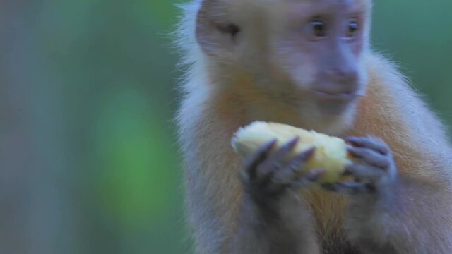 Wild capuchin monkey eating fruit in the forest of Bolivia