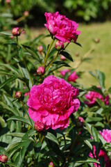 Beautiful blooming peonies (Paeonia) - Flowering peonies in the garden - pink   peony bush