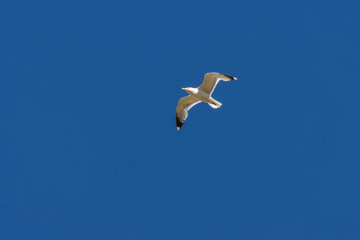 American White Pelicans