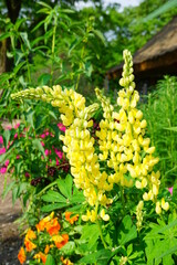 Blooming colorful lupine flowers - Lupinus polyphyllus - a garden on a sunny spring day- purple lupine, garden decorations