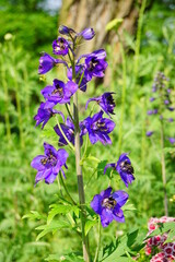 Delphinium Flower in the Garden - Larkspur flowers -  Delphinium elatum