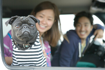愛犬とドライブ