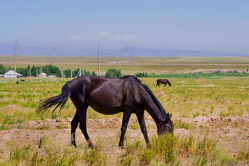 Horse in the steppe. Black Horse graze in their natural habitat. Summer steppe landscape. horse pasture. Meadow with green grass and flowers. The beauty of free horse.